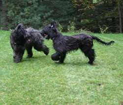 Dog Health and Wellness | NYC Dog Trainer Services & Dog Wellness | Dog Training in Manhattan