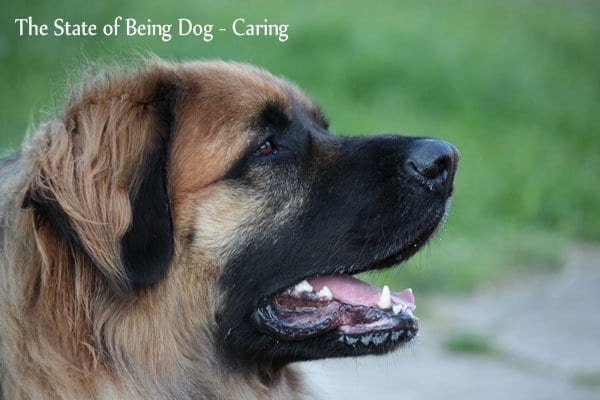 State of Being Dog | NYC Dog Trainer Services & Dog Wellness | Dog Training in Manhattan