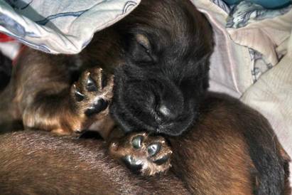 Alice Puppy | NYC Dog Trainer Services & Dog Wellness | Dog Training in Manhattan