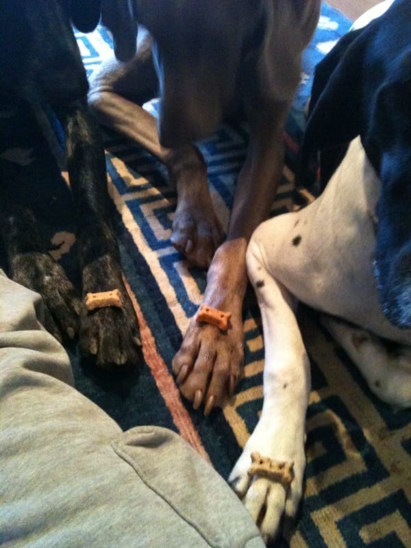 cookies on dogs paws | NYC Dog Trainer Services & Dog Wellness | Dog Training in Manhattan