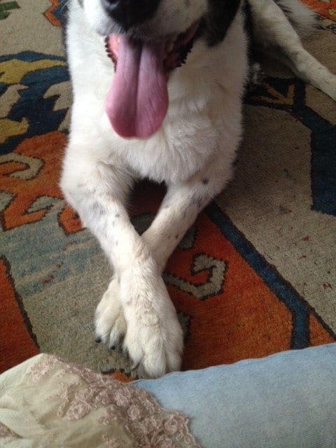 Oreo | NYC Dog Trainer Services & Dog Wellness | Dog Training in Manhattan