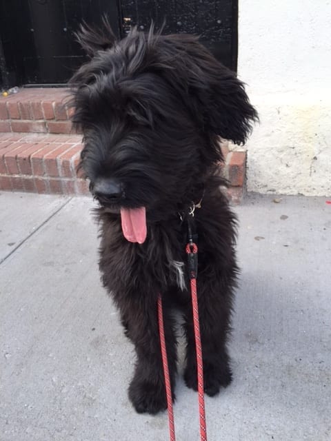 Zeldi Outside Photo | NYC Dog Trainer Services & Dog Wellness | Dog Training in Manhattan