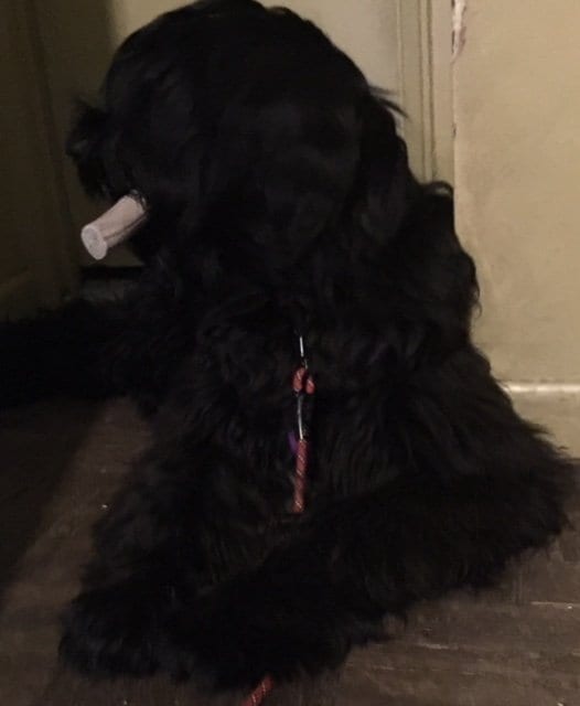 Large Dog Photo | NYC Dog Trainer Services & Dog Wellness |