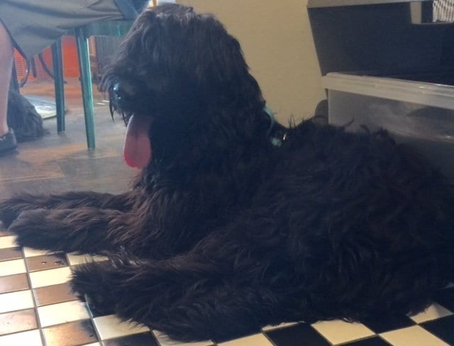 Zeldi Laying Down | NYC Dog Trainer Services & Dog Wellness |