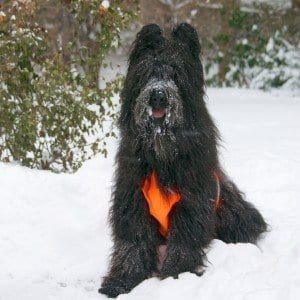 Snow Dog | NYC Dog Trainer Services & Dog Wellness |