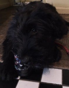 Dog Eating a Shoe | NYC Dog Trainer Services & Dog Wellness | Dog Training in Manhattan