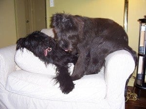 NYC Dog Trainer Services & Dog Wellness | Dogs Having Fun | DogRelations NYC - Dog Training in Manhattan