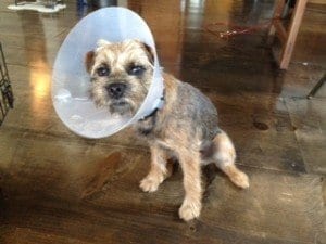 NYC Dog Trainer Services & Dog Wellness | Dog Will With Cone Collar | Dog Training in Manhattan