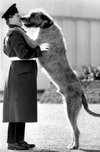 NYC Dog Trainer Services & Dog Wellness | Wolfhound Jumping on Guard | DogRelations NYC - Dog Training in Manhattan