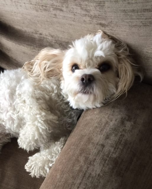 Cute Puppy | NYC Dog Trainer Services & Dog Wellness |