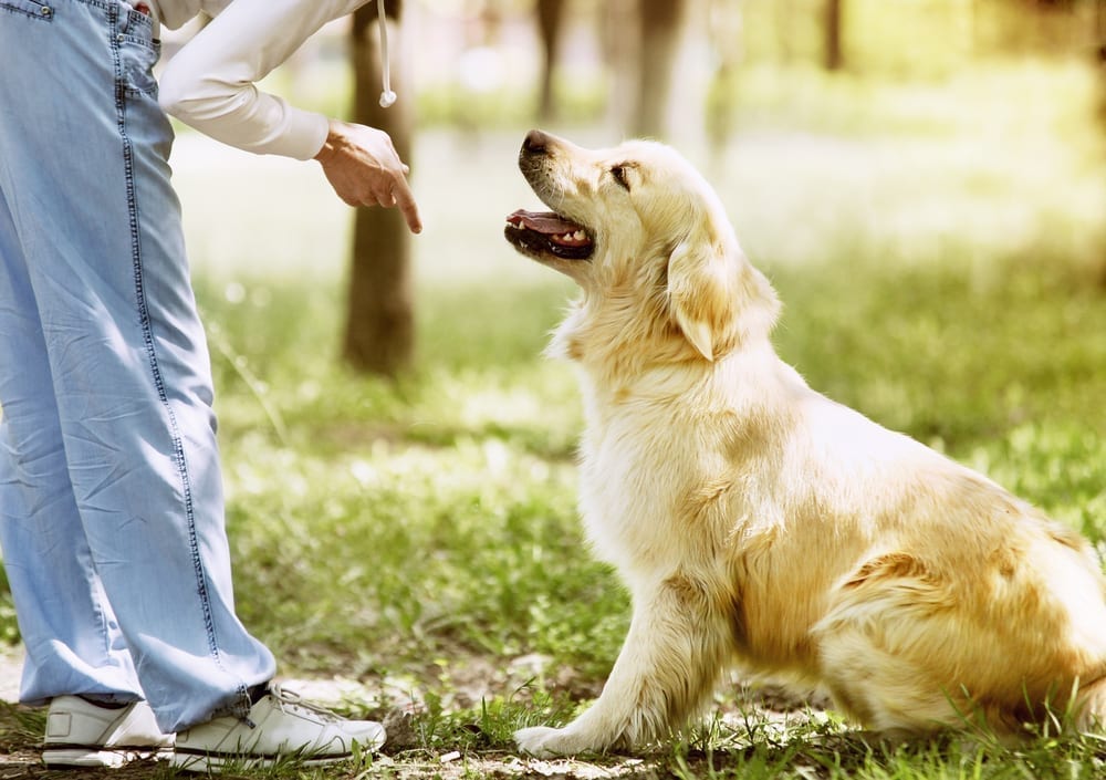 NYC Dog Trainer Services & Dog Wellness | training your dog with positive reinforcement