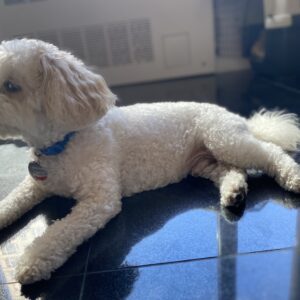 Initial Behavior Consultation