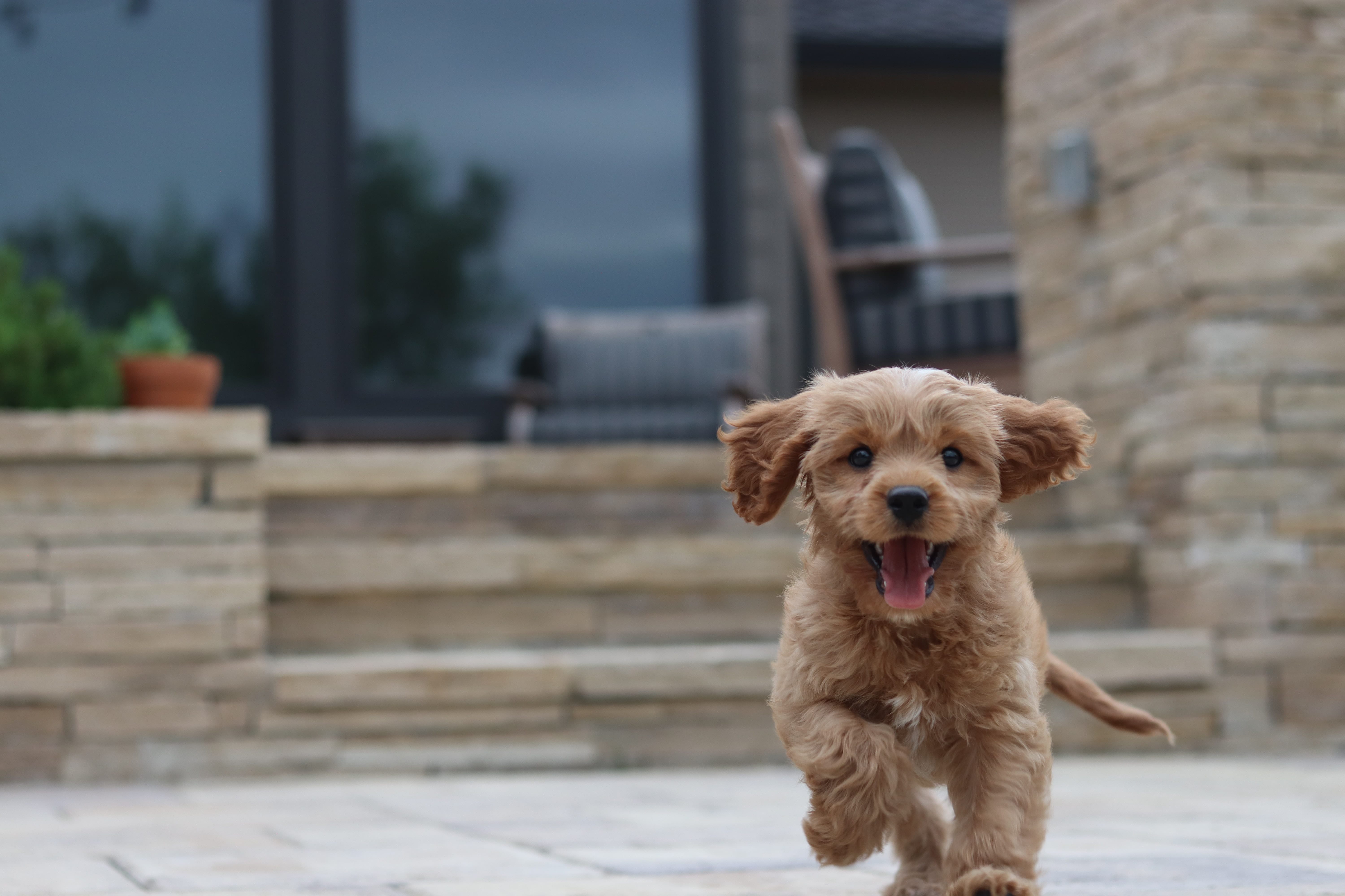 Puppy Training with Dog Relations NYC