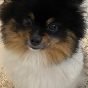 Comprehensive Puppy Behavior Consultation