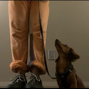 Puppy Training Follow up Lessons