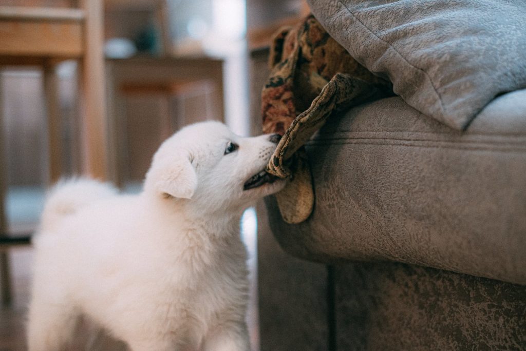 love people winter animal