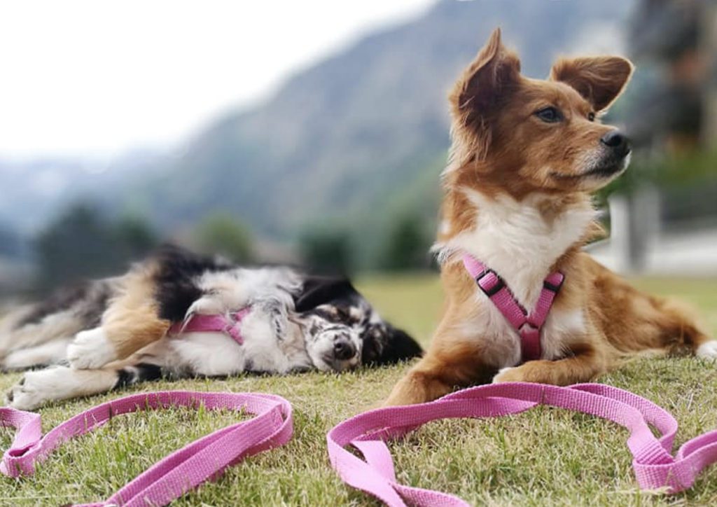 Puppies and Leashes | Dog relations NYC