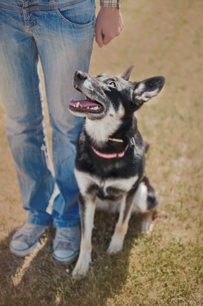 30 minute online check-in dog training questions dog training