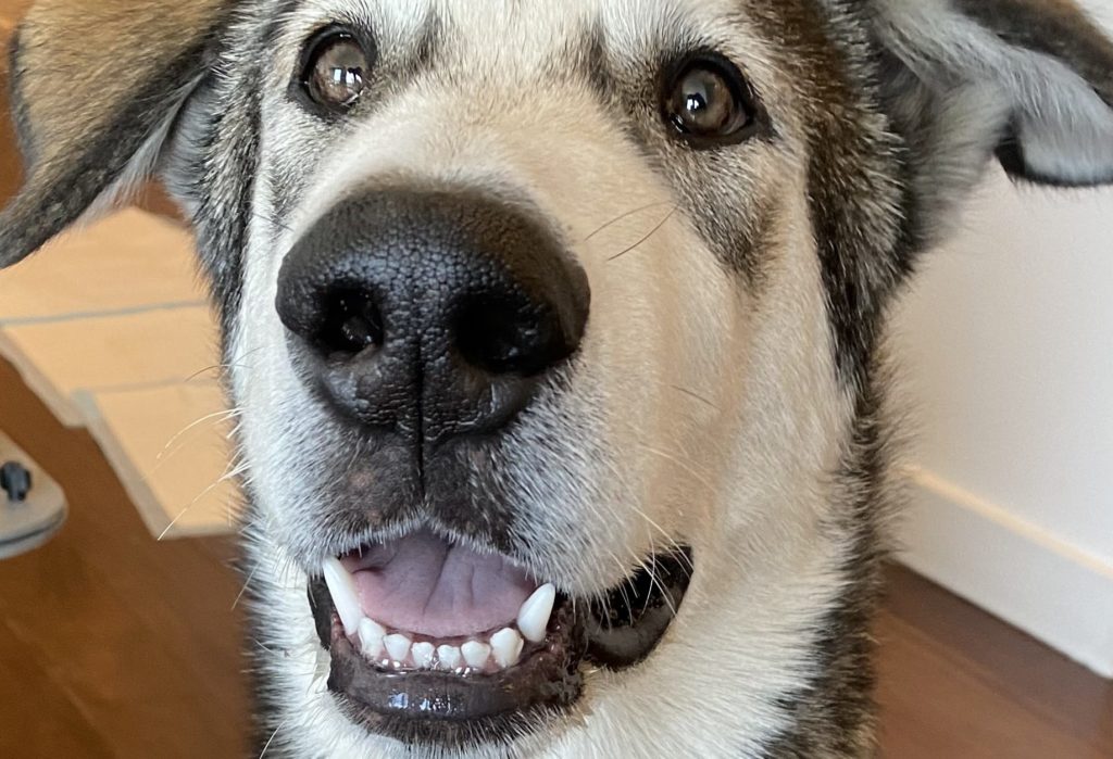 The story of Alik | Dog Relations