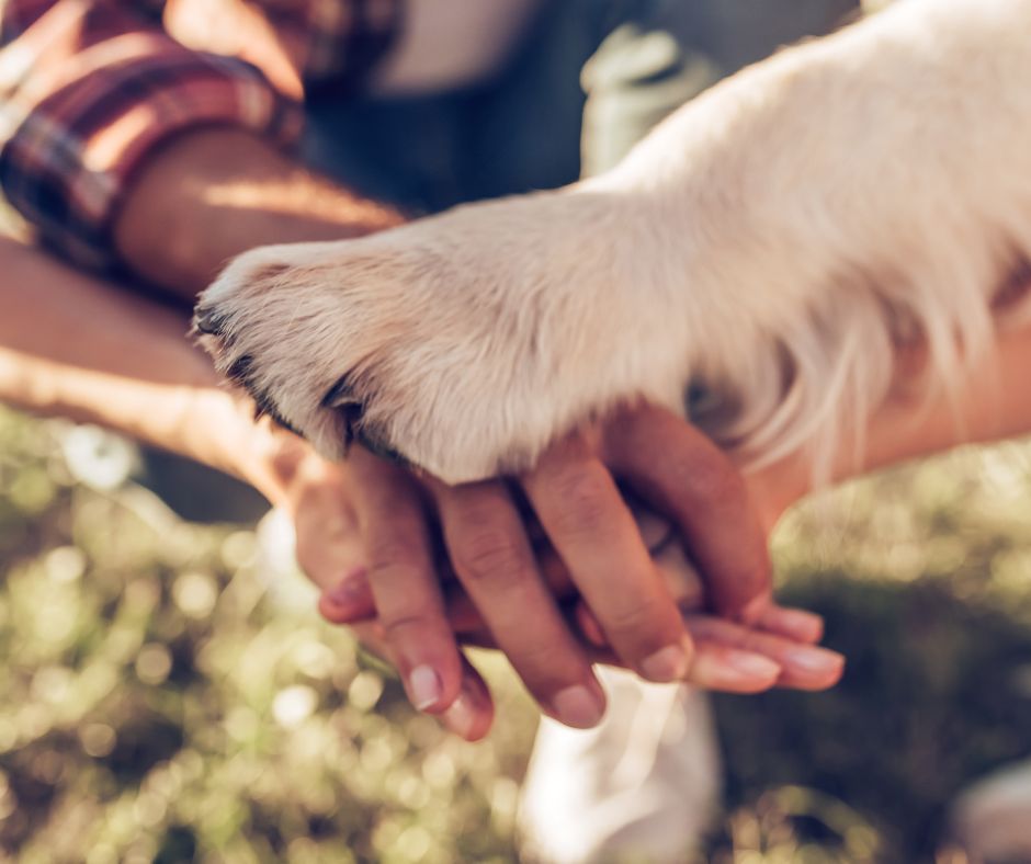holding paws
