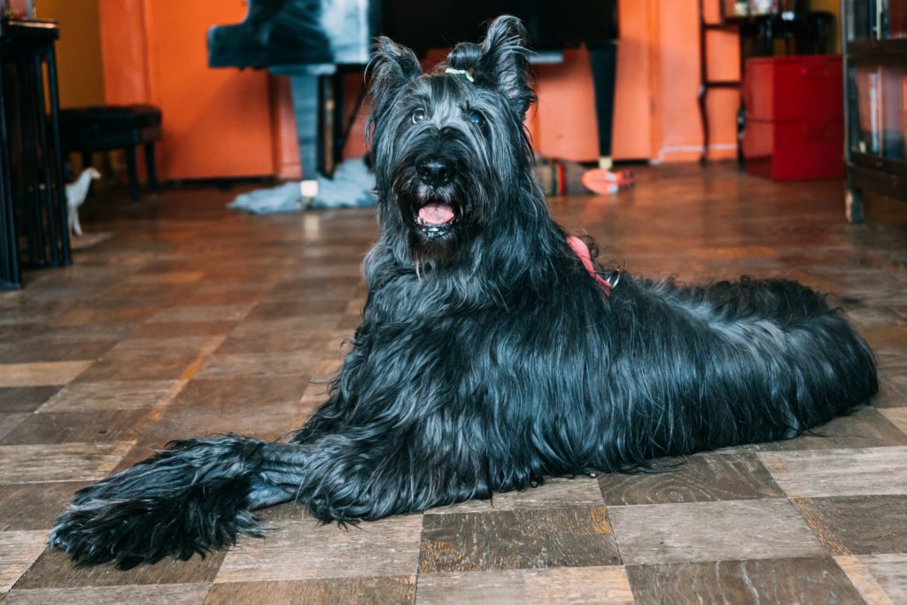 How to train your dog to be calm