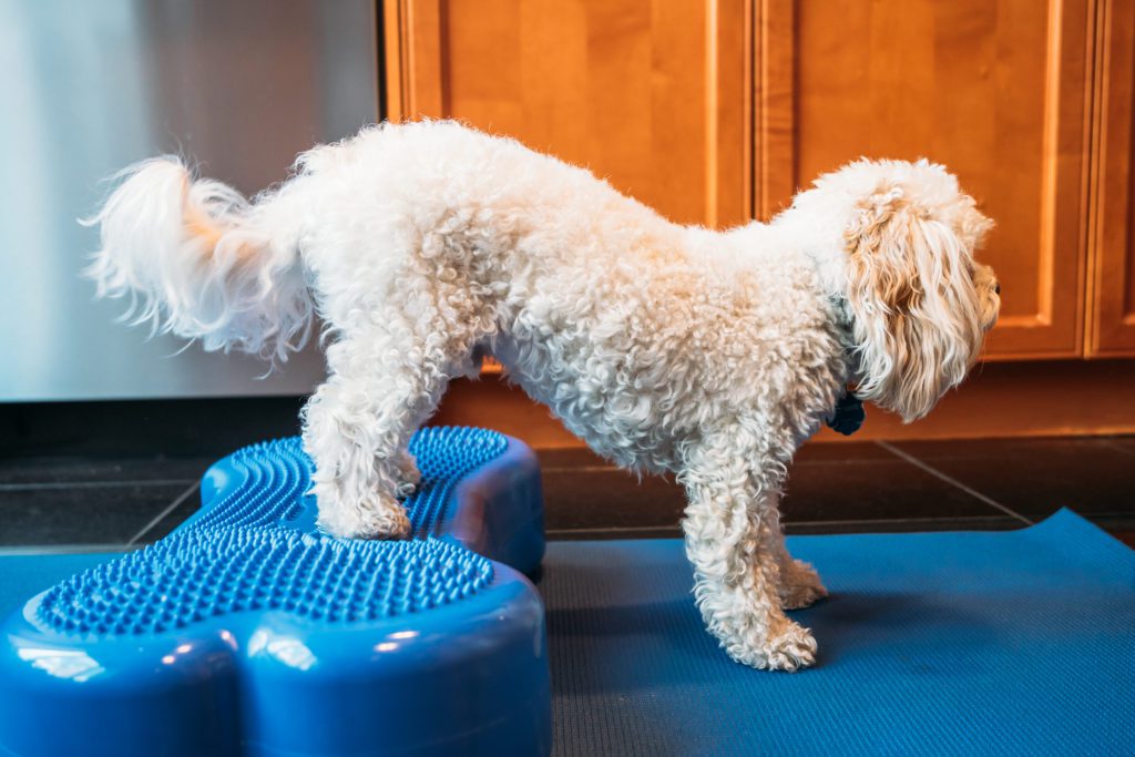 Wellness Consultation